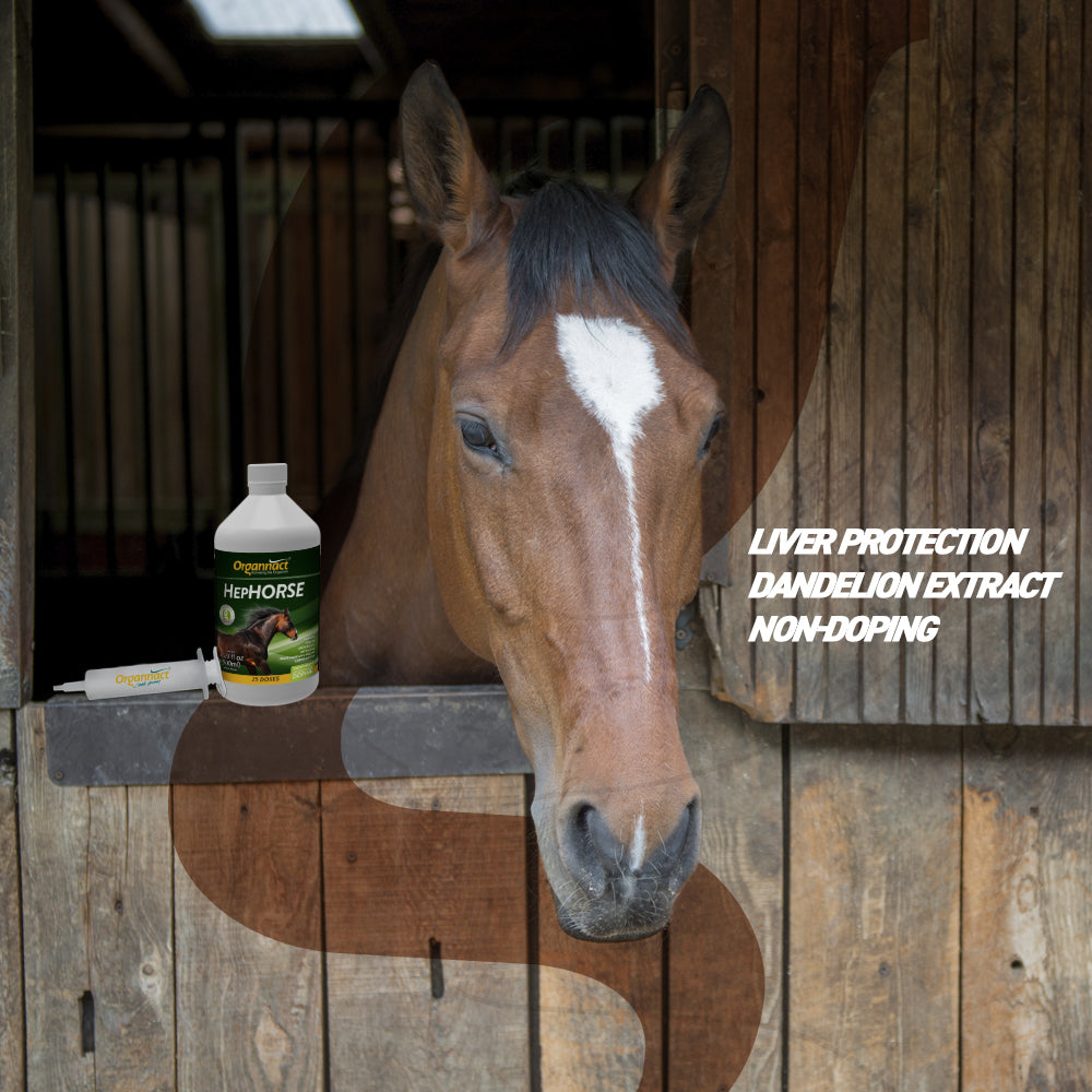 Organnact Hephorse 16.9 fl oz (500ml) Horse Supplement by organnact
