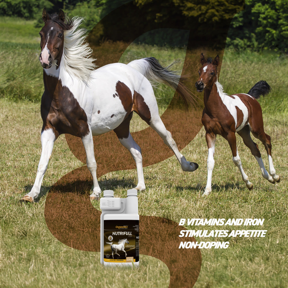 Organnact Nutrifull Equi Horse Supplement by organnact