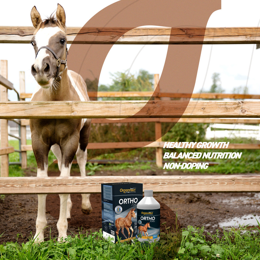 Organnact Ortho Foals Horse Supplement by organnact