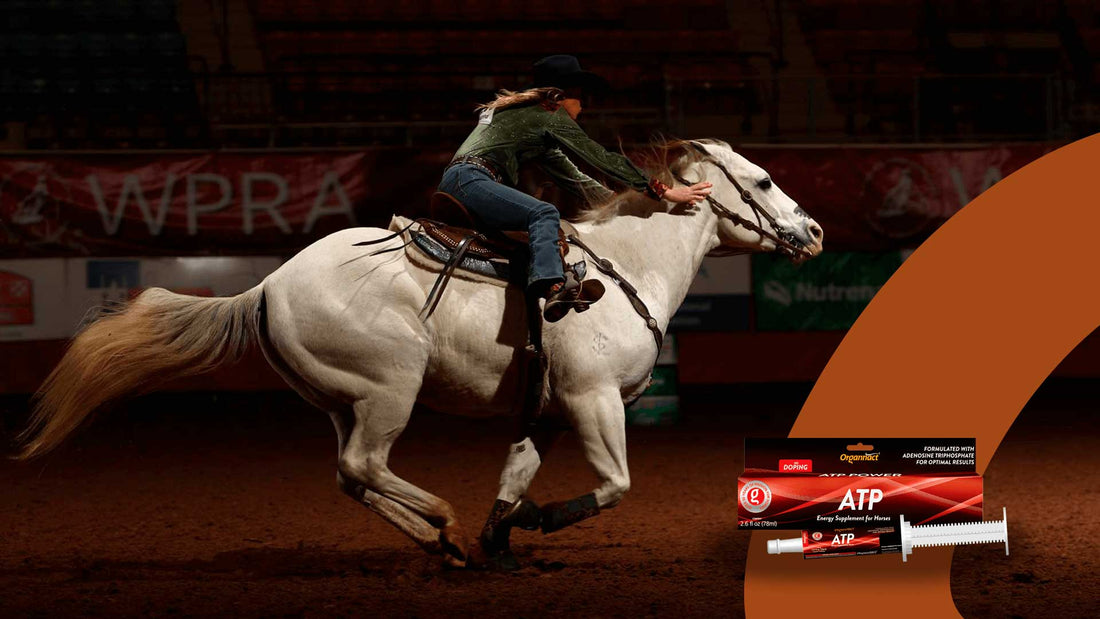 ATP More Energy For Your Horse