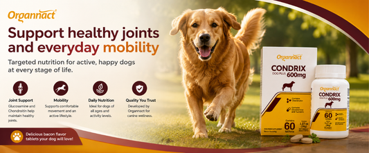 Organnact Condrix Dog Tabs joint and mobility supplement for dogs with glucosamine and chondroitin