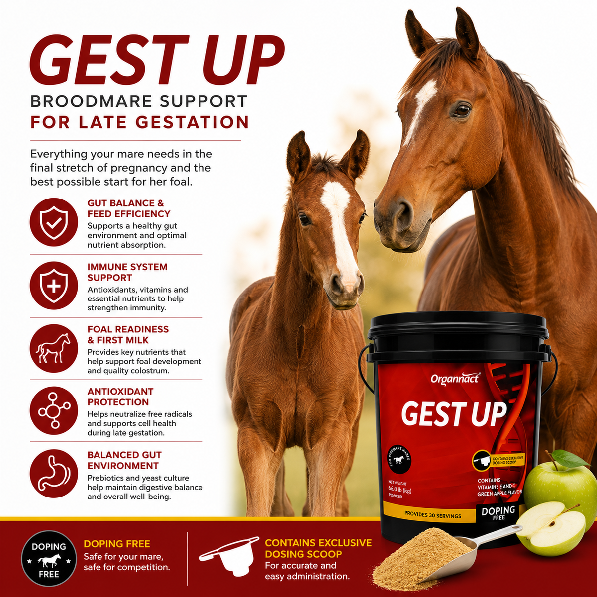 Organnact Gest UP Horse Supplement – Late Gestation Support for Pregnant Mares, Foal Readiness, Gut & Immune Support – Green Apple Powder, 30 Doses