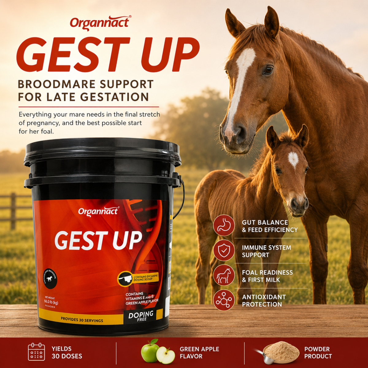 Organnact Gest UP Horse Supplement – Late Gestation Support for Pregnant Mares, Foal Readiness, Gut & Immune Support – Green Apple Powder, 30 Doses